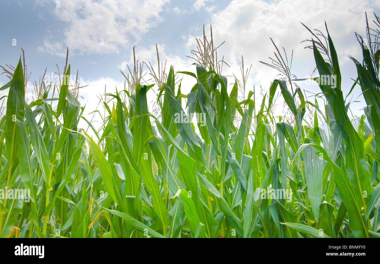 Green field of young corn Stock Photo - Alamy