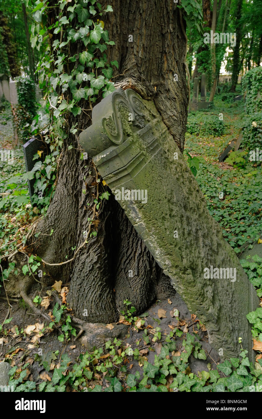 Tombstone overgrown by a tree, Jewish Cemetery Schoenhauser Allee, Prenzlauer Berg district, Berlin, Germany, Europa Stock Photo