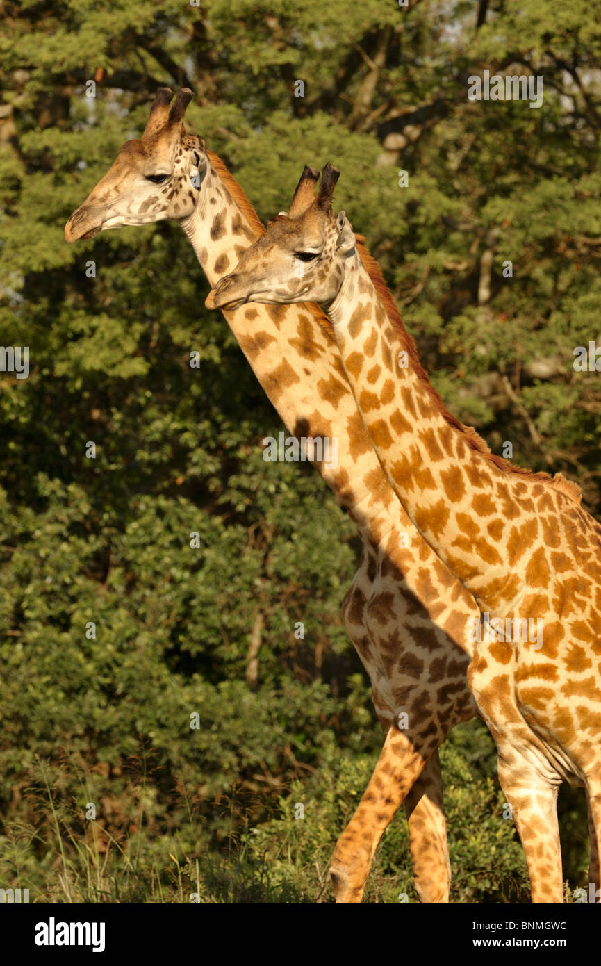 Masai Giraffes Giraffa Camelopardalis Tippelskirchi Also Known As