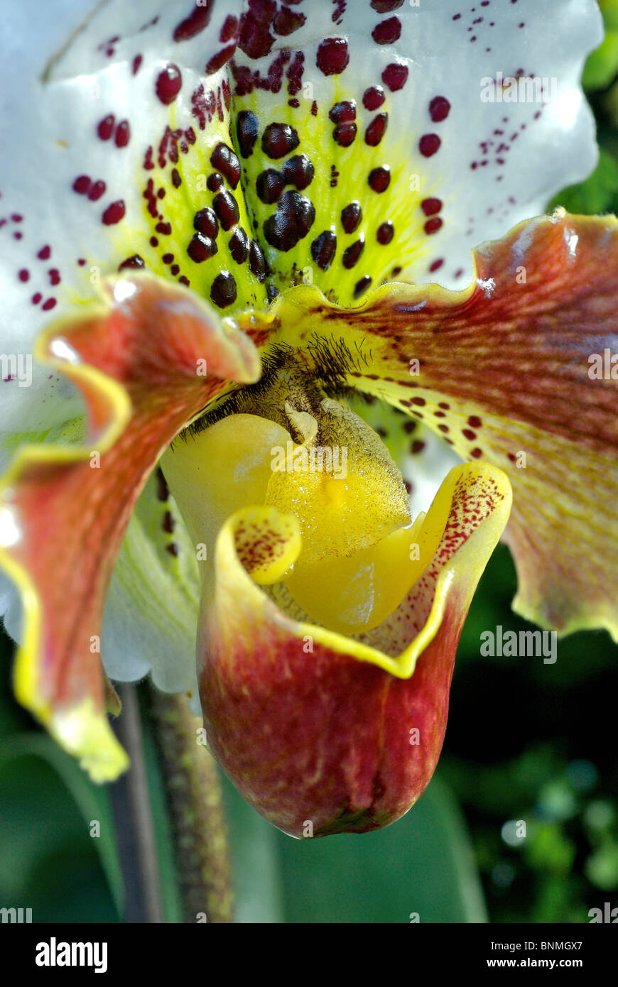 Seliginella orchid Stock Photo