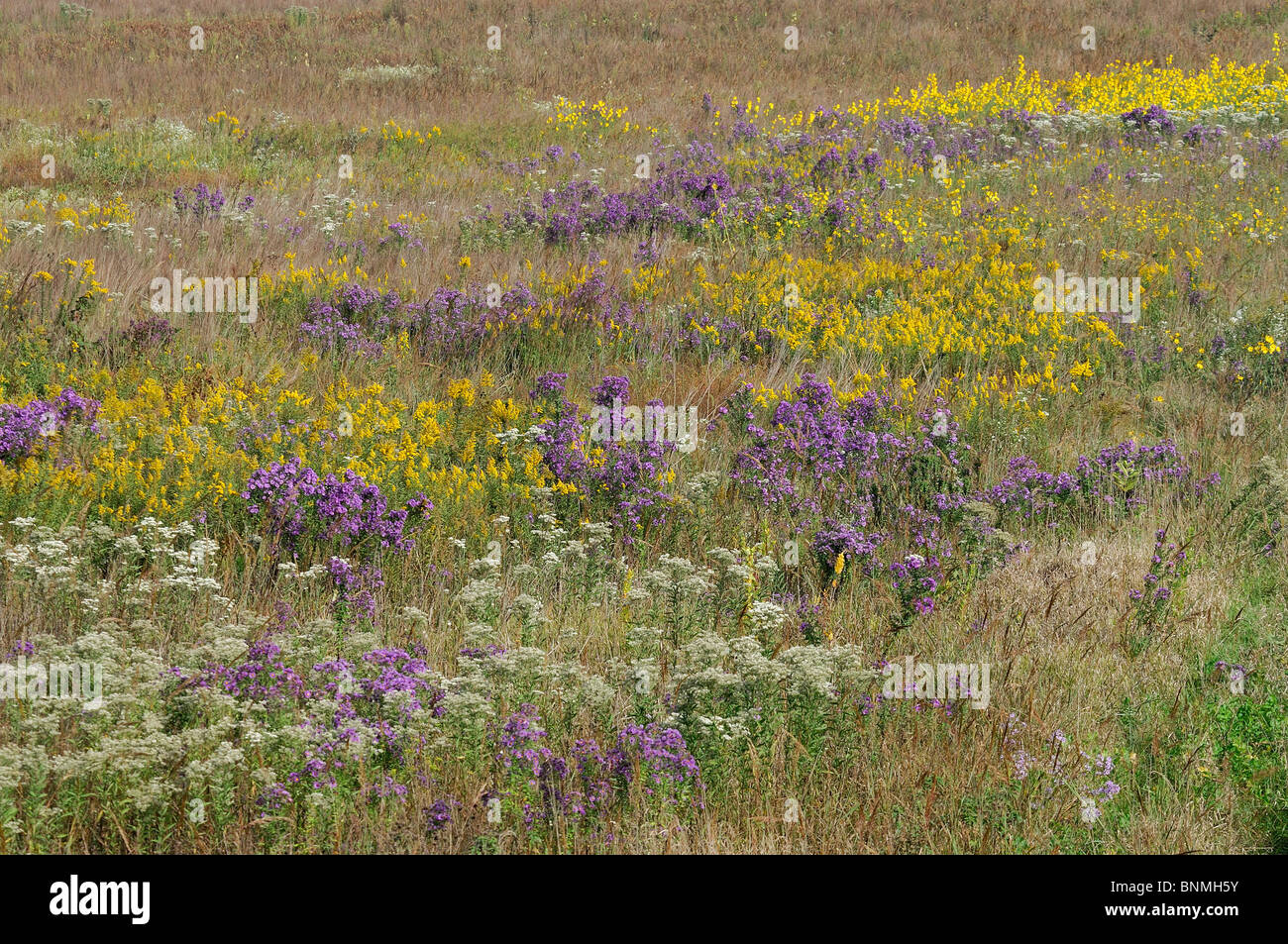Fall Flowers near Hooppole Illinois USA meadow nature flowers colorful