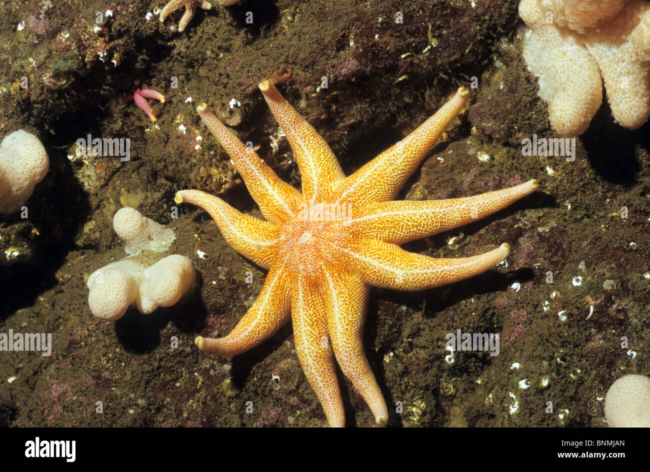 Purple Sunstar, underwater in Broadhaven Bay out of St Abbs. Underwater photography. Scuba diving. Stock Photo