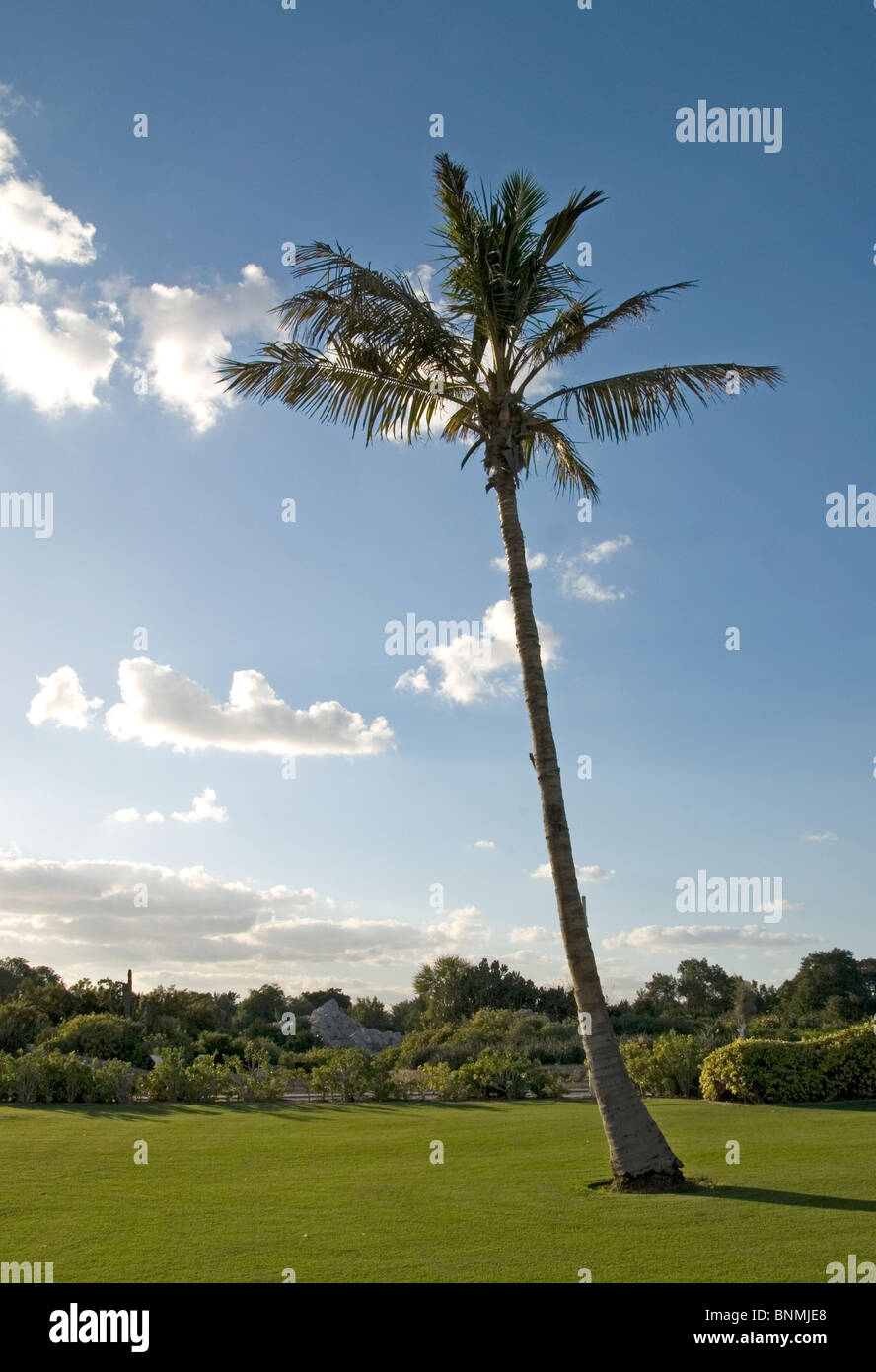 palm tree Dubai UAE Stock Photo Alamy