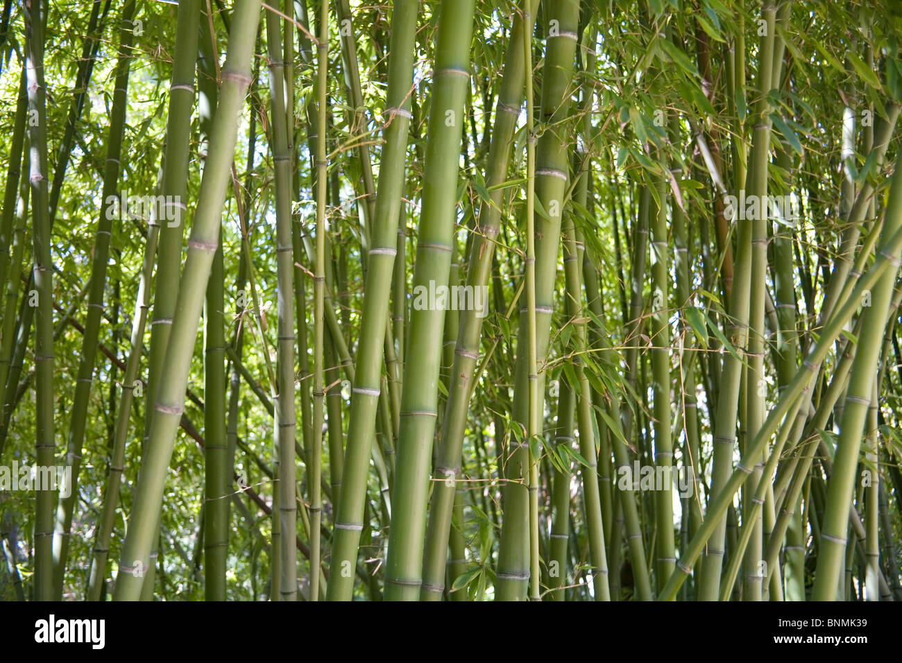 A forest of geen bamboo plants. This plant is used in gardens, as 