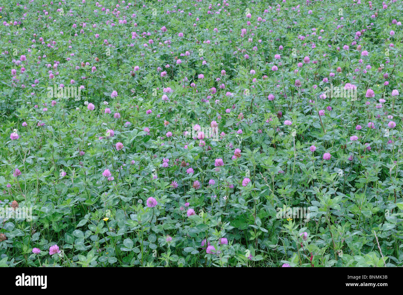 organic Clover ley meadow nitrogen fixing crop Carmarthenshire Wales
