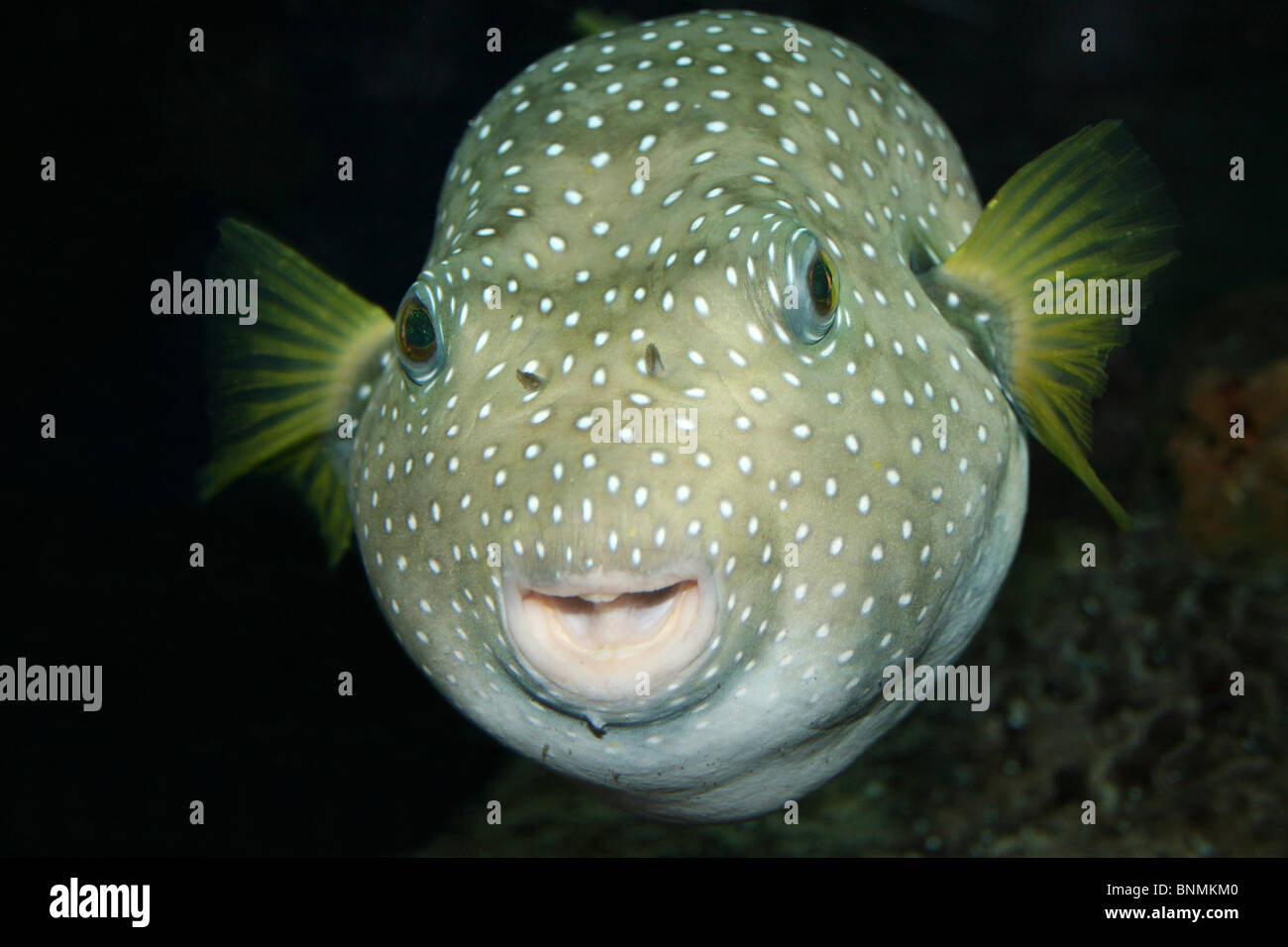 White-spotted Puffer Arothron hispidus Stock Photo