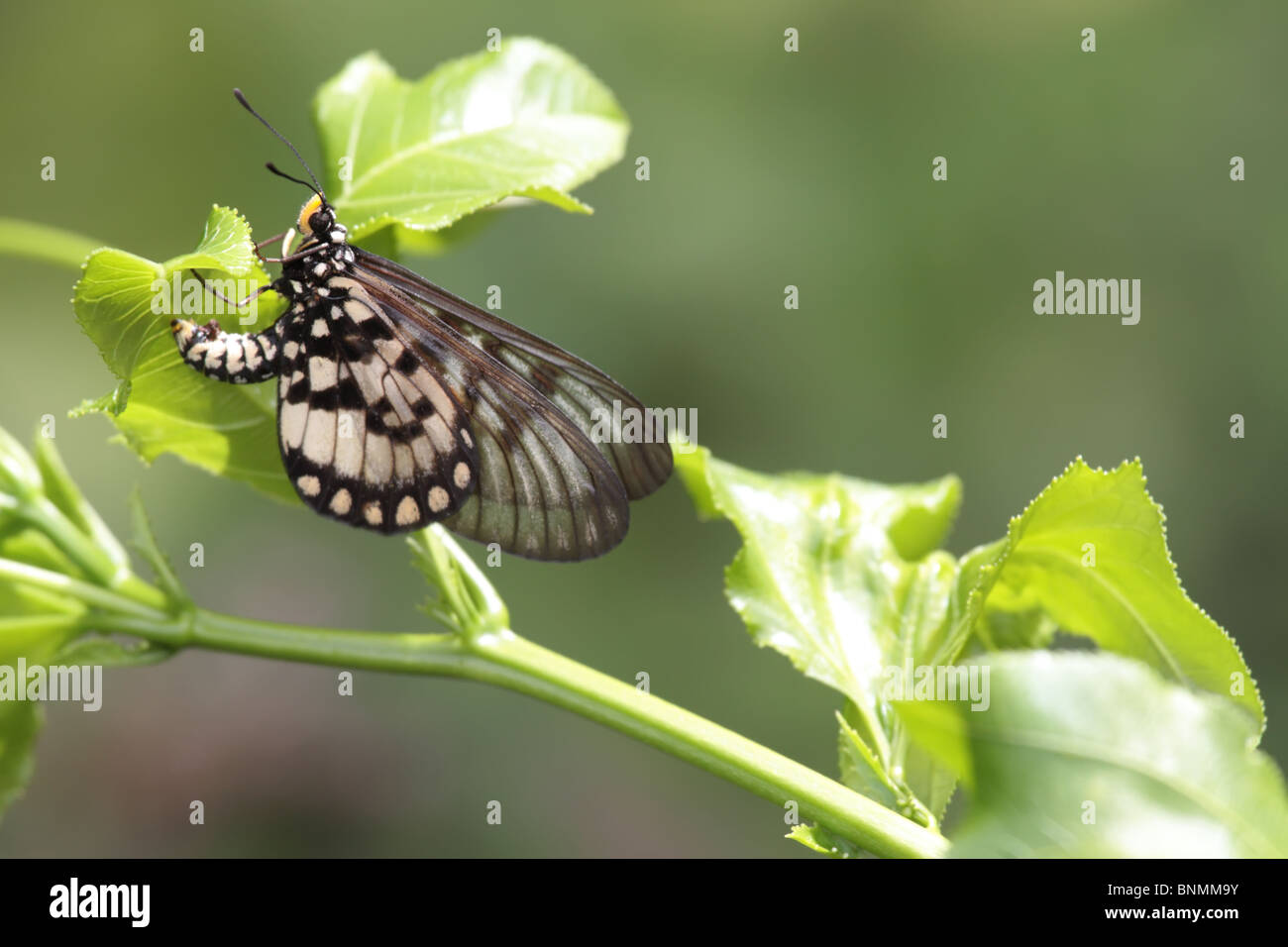 Busy Lace Wings Butterfly Laying Eggs Stock Photo Alamy