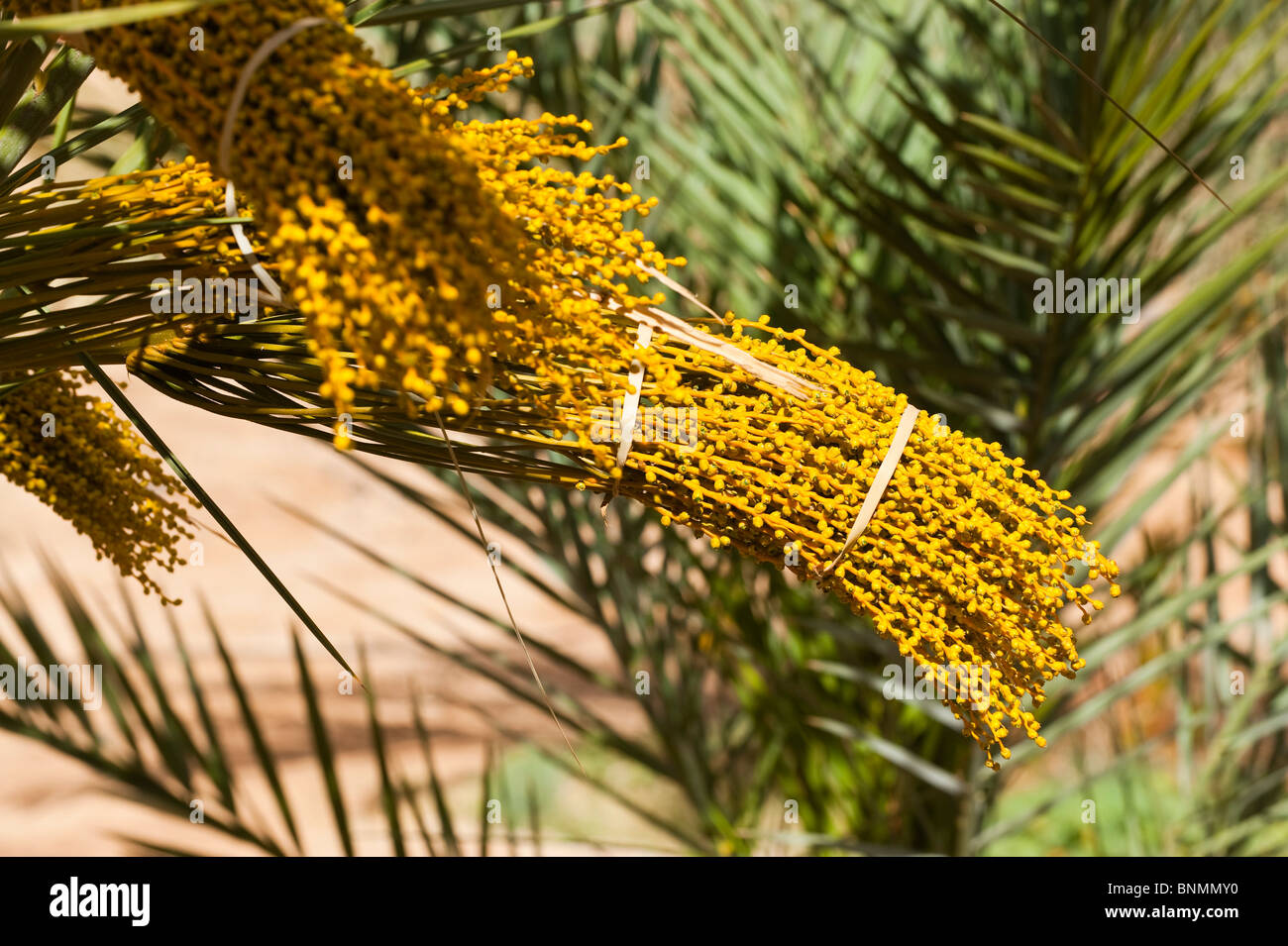 Date Palm male flowers tied before pollination, Figuig, province of