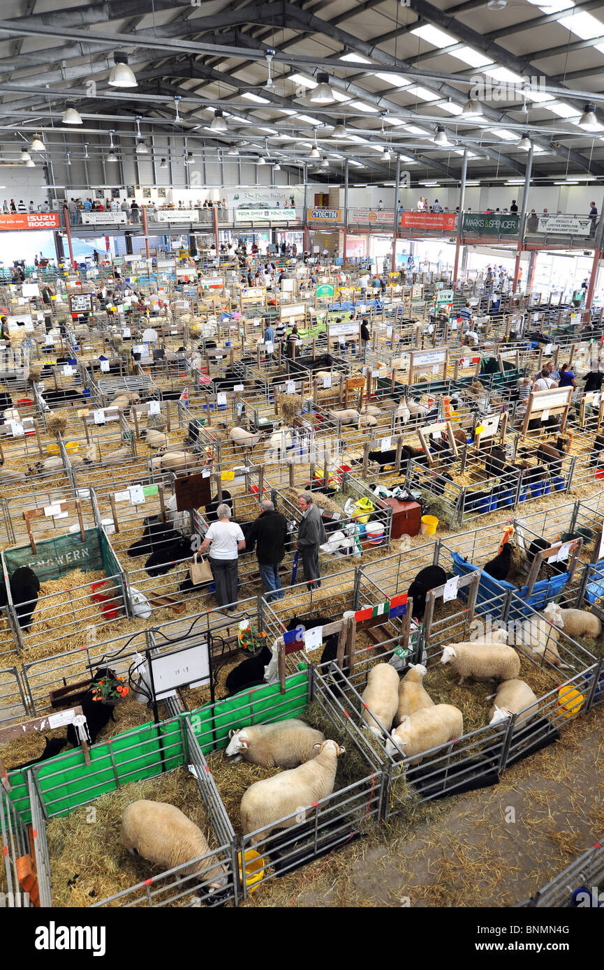 Royal Welsh Show 2010 indoor sheep lines and pens Stock Photo