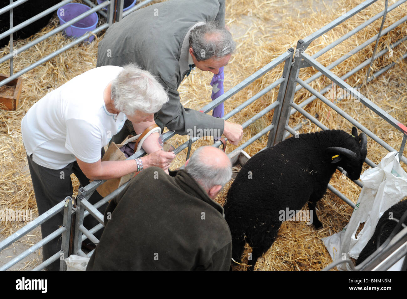 Royal Welsh Show 2010 farmers discuss merits of a black sheep in the indoor pens Stock Photo