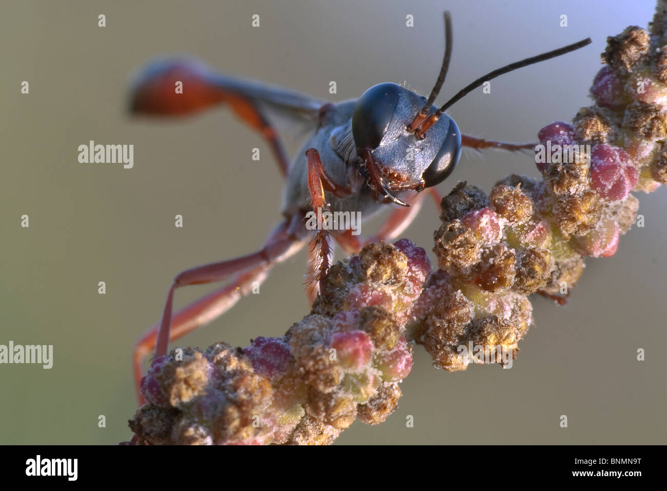 Wasp frontal Stock Photo