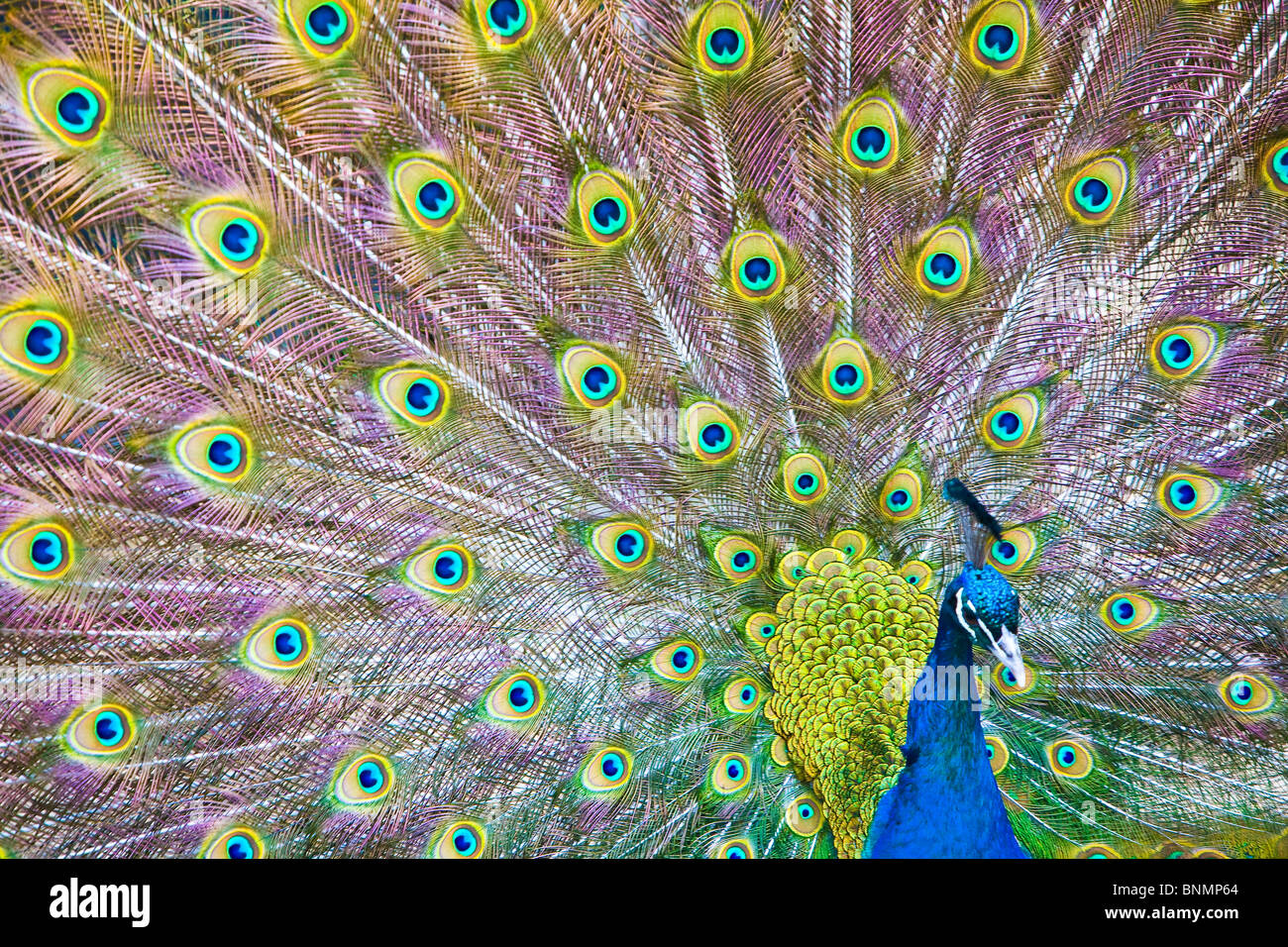 Male peacock with feathers on display Stock Photo