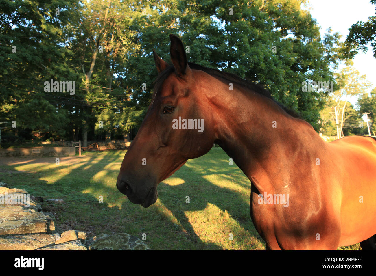 Horse head profile hires stock photography and images Alamy