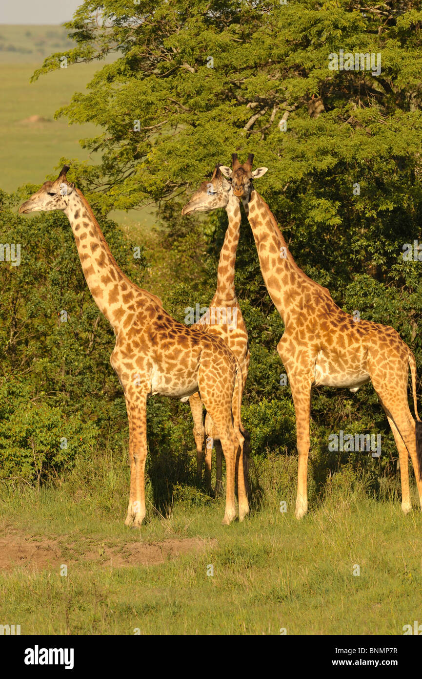 Masai Giraffes Giraffa Camelopardalis Tippelskirchi Also Known As 