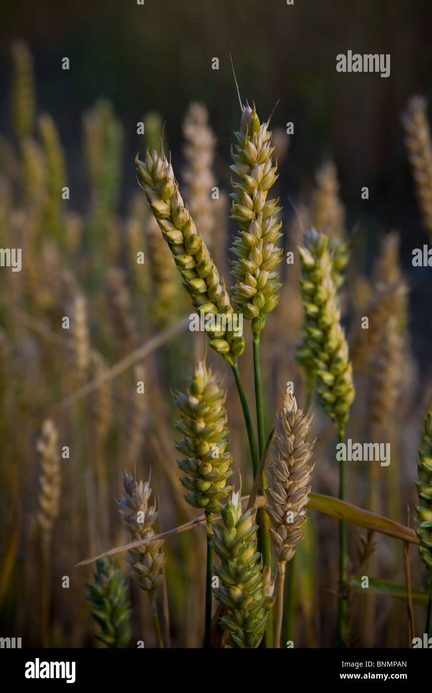 Suffolk Landscape Wheat Crops ripening on agricultural land. in Thurlow Suffolk, East Anglia Stock Photo