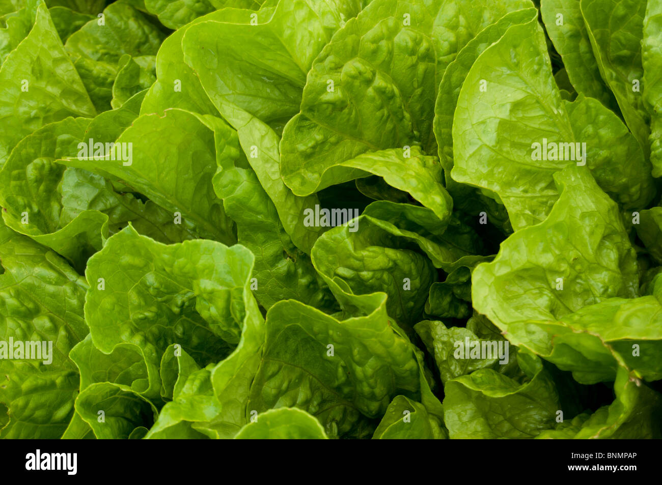 Fresh Romaine lettuce at a farmer's market stall, Issaquah,Washington. Stock Photo