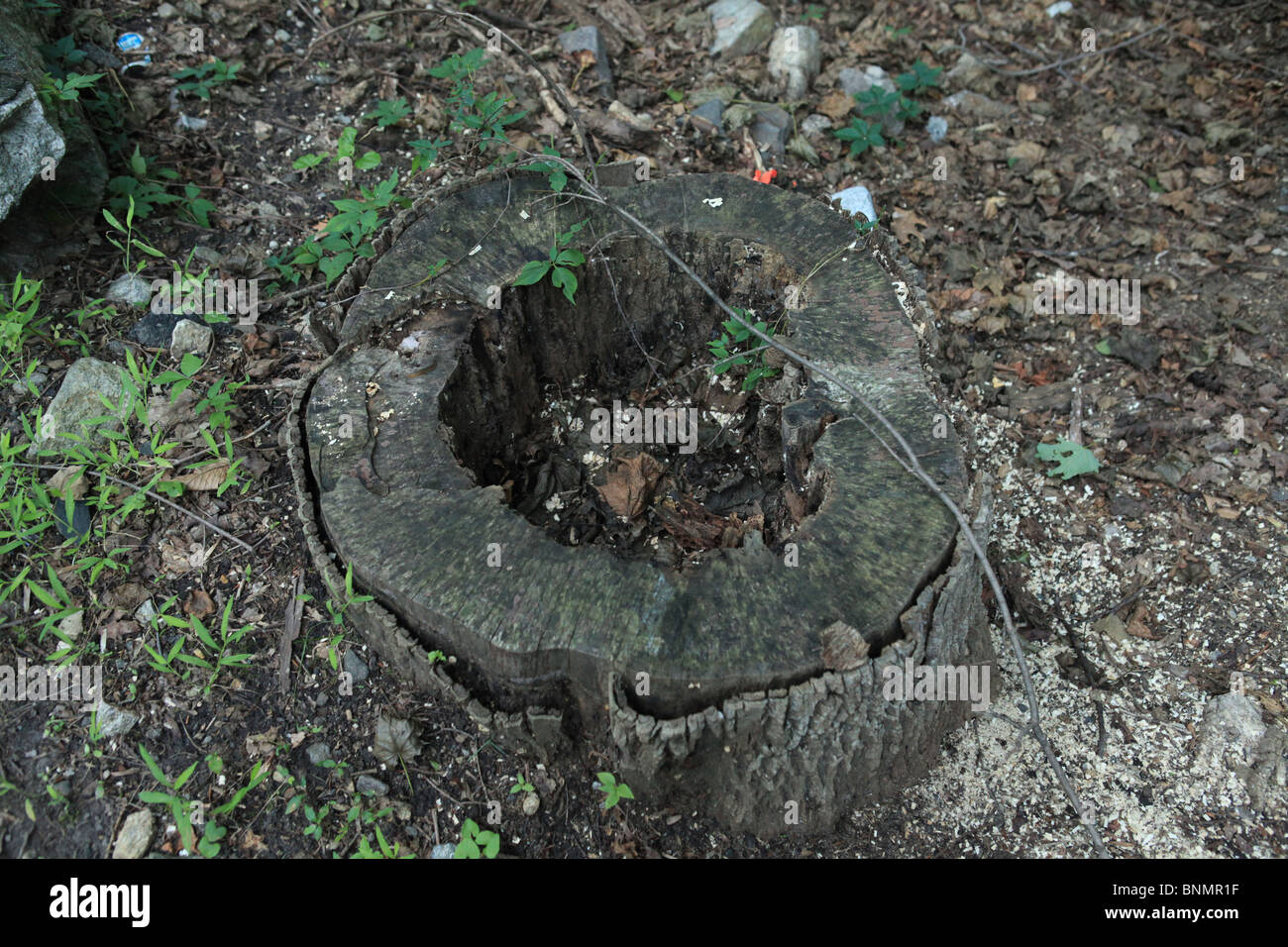 hollow tree stump Stock Photo