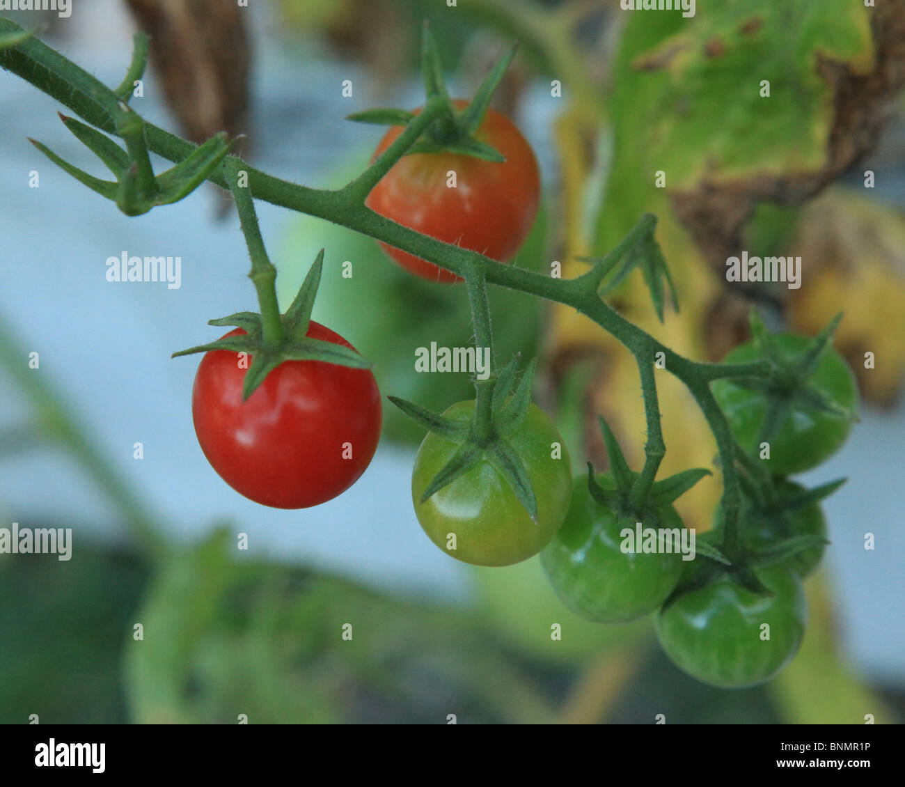 cherry tomato tomatoes vine Stock Photo Alamy