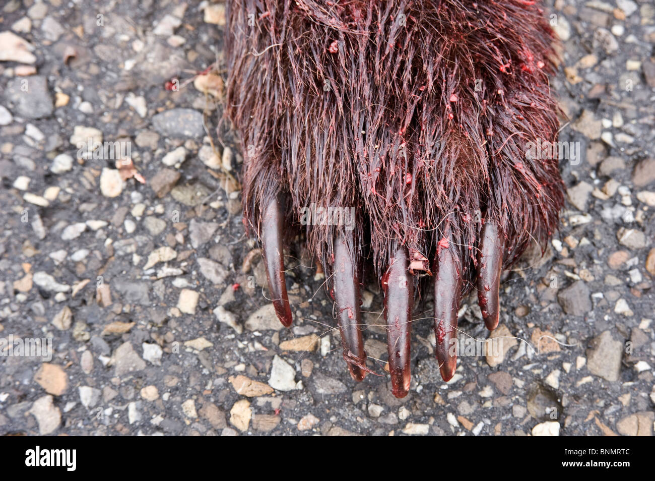A Grizzly bear paw on a road killed bear Stock Photo