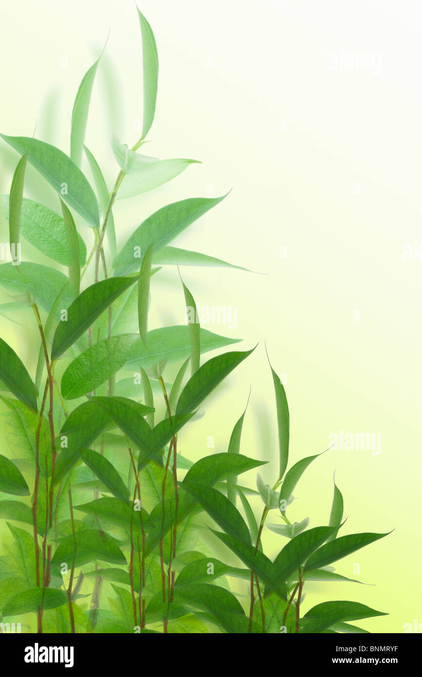 Young green plants on off white background Stock Photo