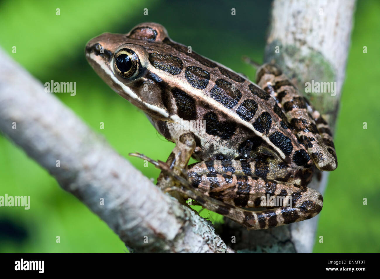 leopard frog vs pickerel frog
