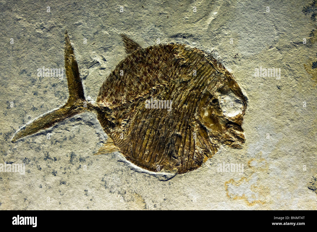 An image of a fossilized prehistoric fish Stock Photo