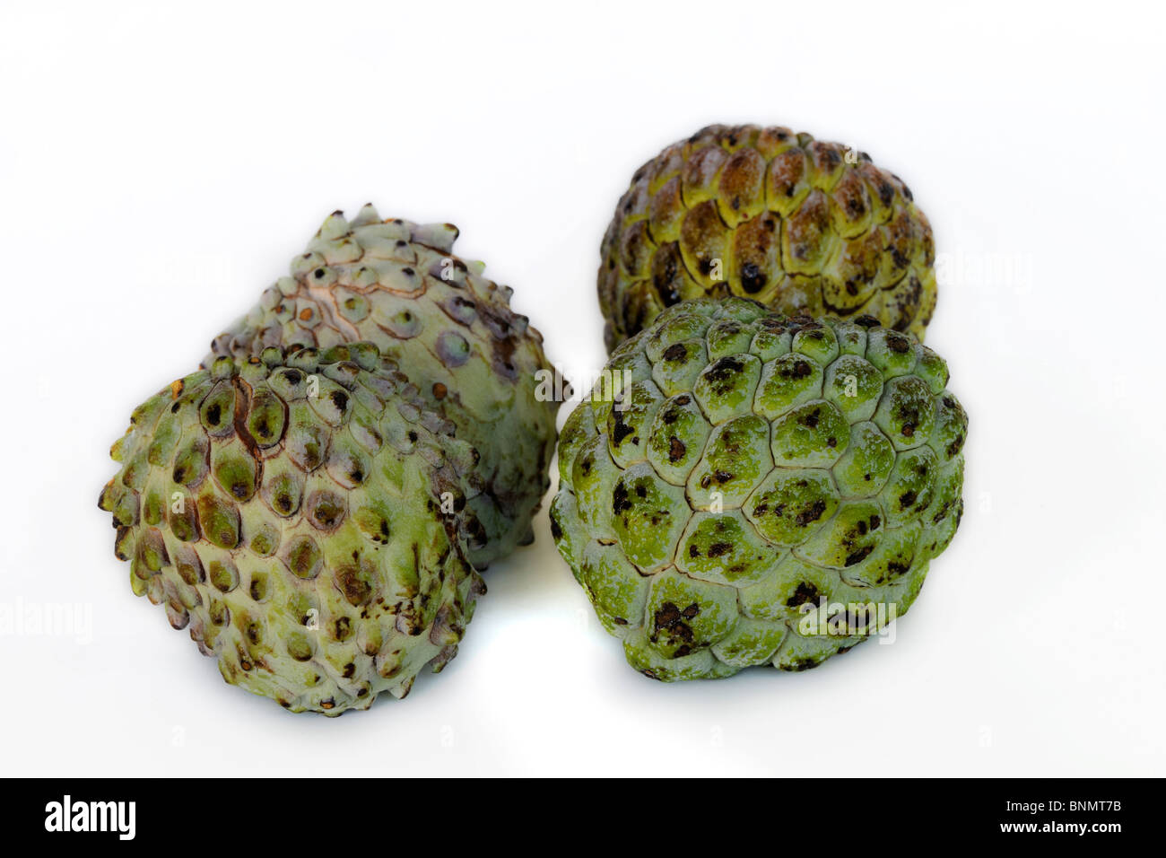 Custard Apple Annona Squamosa Stock Photos & Custard Apple Annona ...