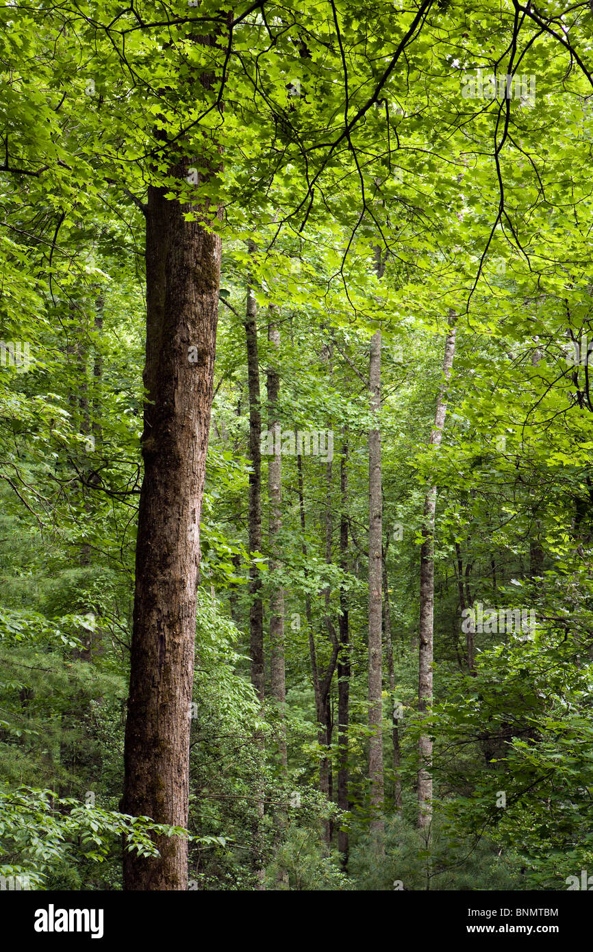 Tree Patterns Andy Cove Trail Pisgah National Forest, near Brevard