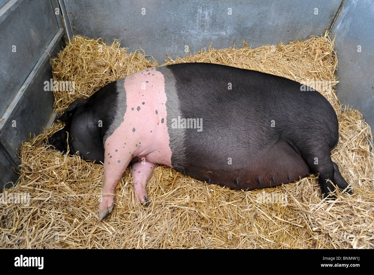 Royal Welsh Show 2010 champion Saddleback sow sleeps in pen after winning rosettes in competition Stock Photo