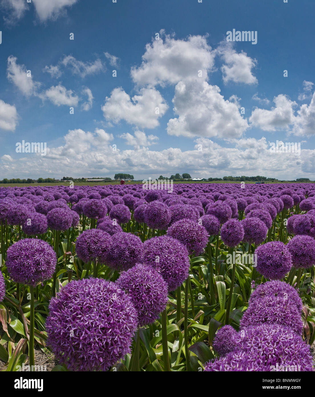 Netherlands Holland Noord-Holland Egmond-Binnen Landscape Flowers ...