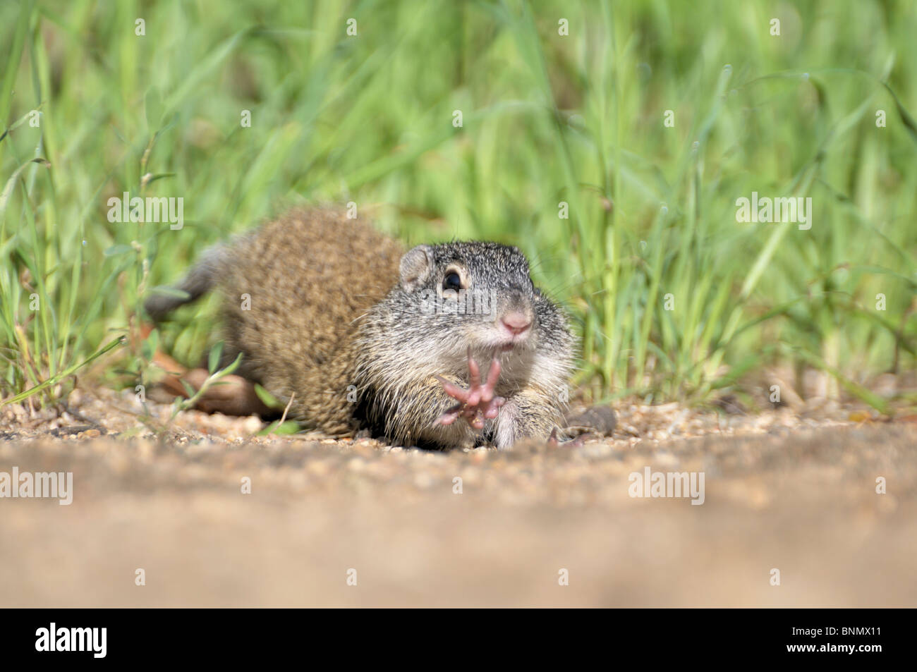 A Franklin's ground squirrel stretches in the early morning, wet from crawling through the damp grass. Shallow depth of field. Stock Photo