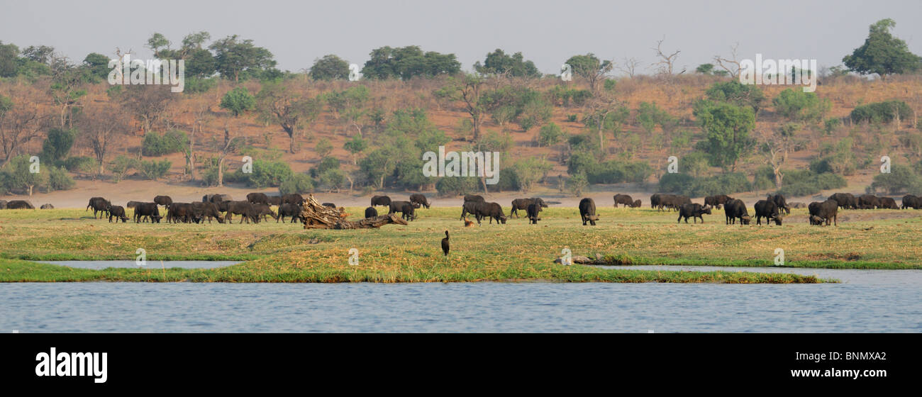 Panorama African Buffalos Syncerus caffer Chobe River Chobe National Park Kasane Botswana Africa, Stock Photo