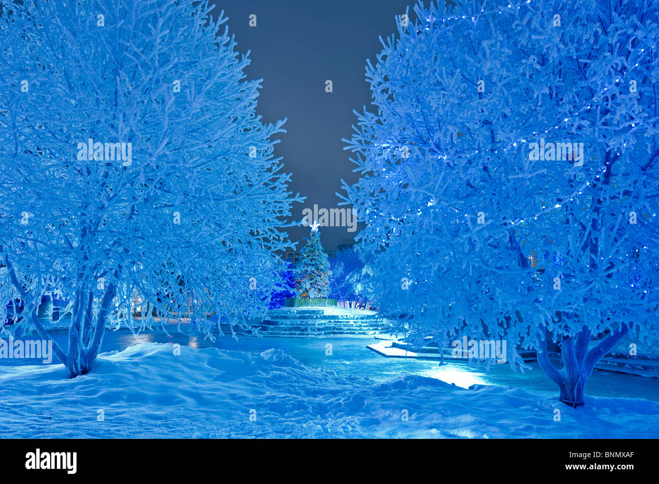 Nighttime view of the Christmas tree and blue light decorations at