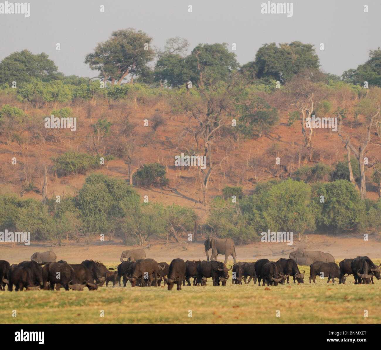 African Buffalos Syncerus caffer Chobe River Chobe National Park Kasane Chobe Province Botswana Africa, Stock Photo