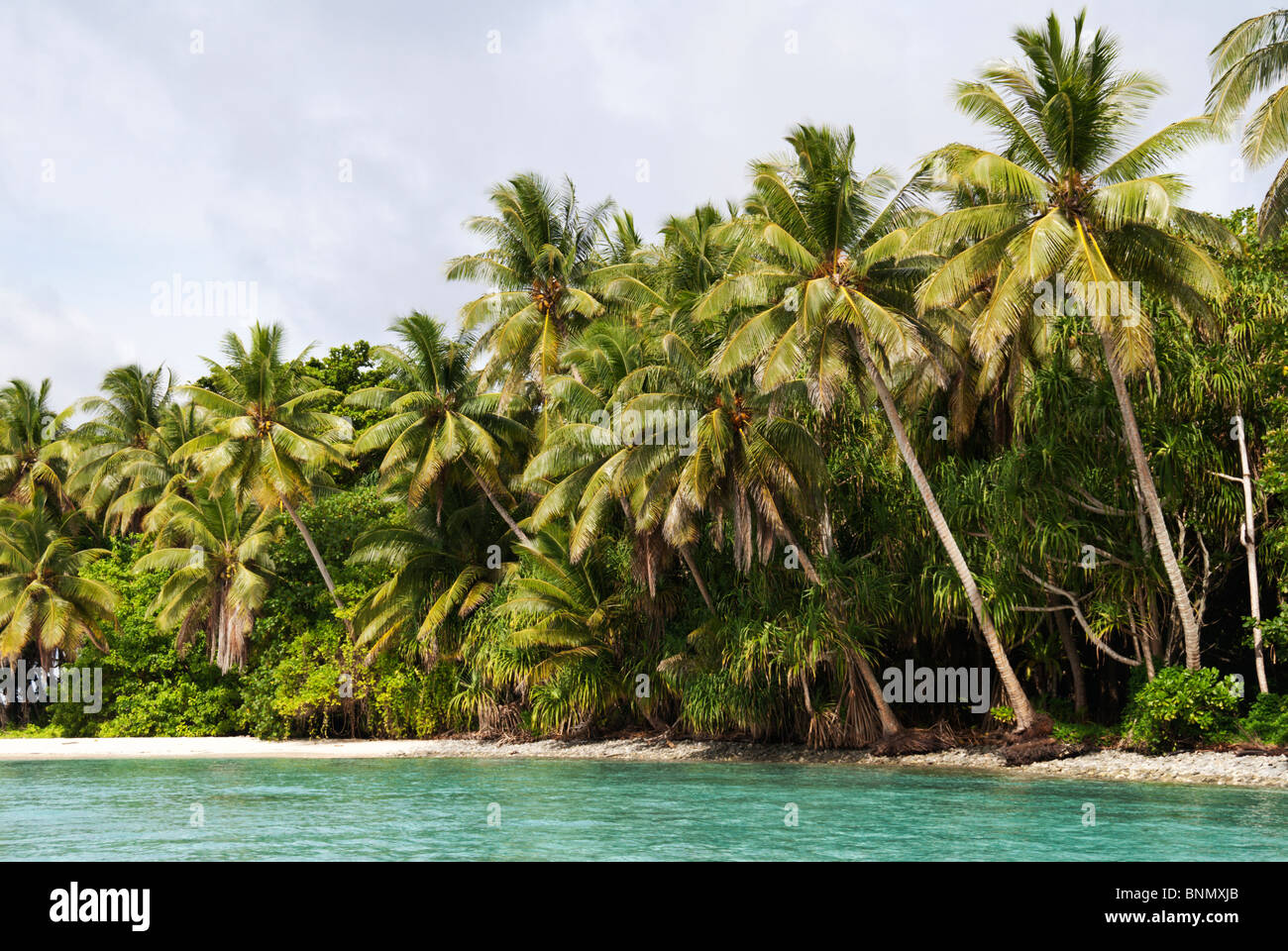 Rising sea levels or changed currents have undercut palm trees on the lagoon side of Jaluit Atoll, Marshall Islands Stock Photo