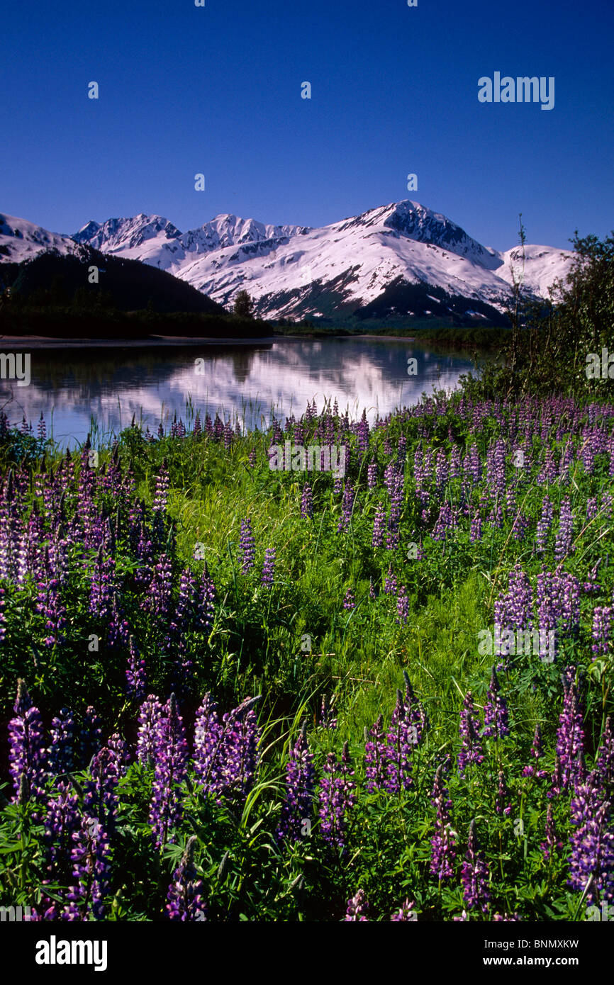 Nootka Lupine Placer River Kenai Mtns Southcentral AK summer scenic