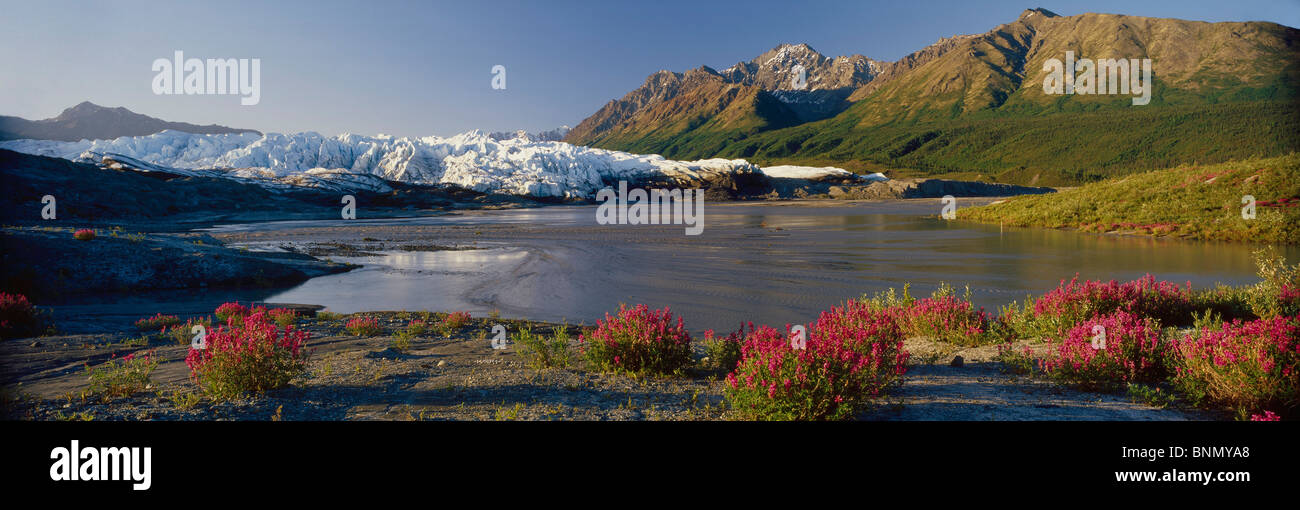 Matanuska Glacier w/Sweet Pea Wildflowers SC AK Summer Chugach Mtns Stock Photo