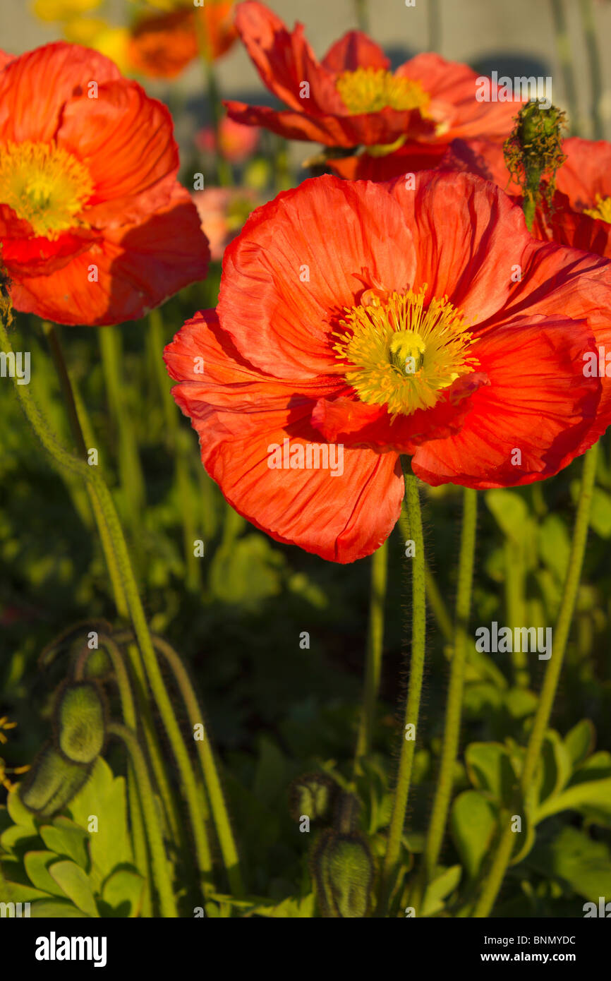 Orange Red Papaver Nudicaule Flowers close up photograph under a bright sunny day. Stock Photo