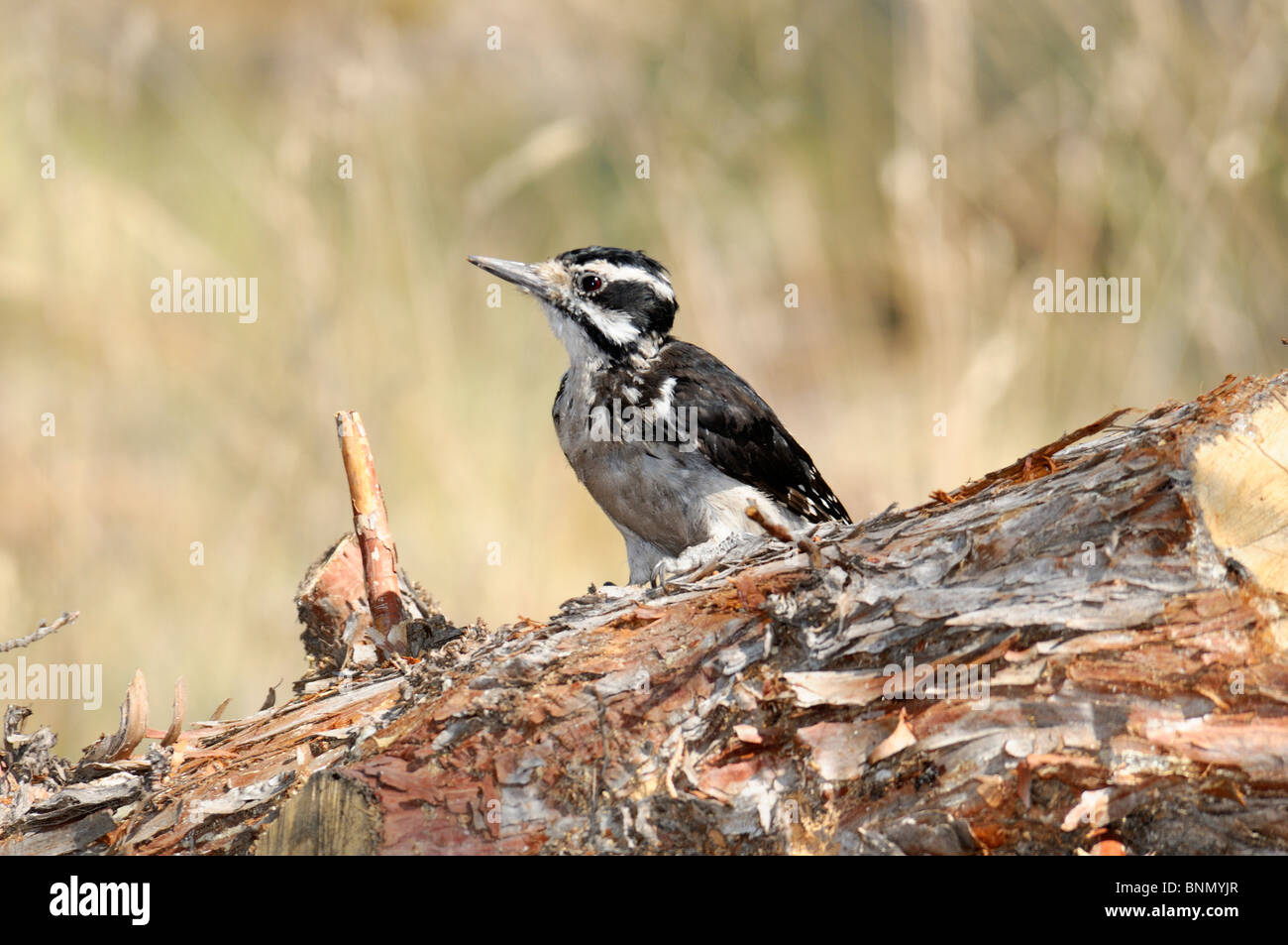 Young Flicker Bend Central Oregon Oregon USA bird Stock Photo Alamy