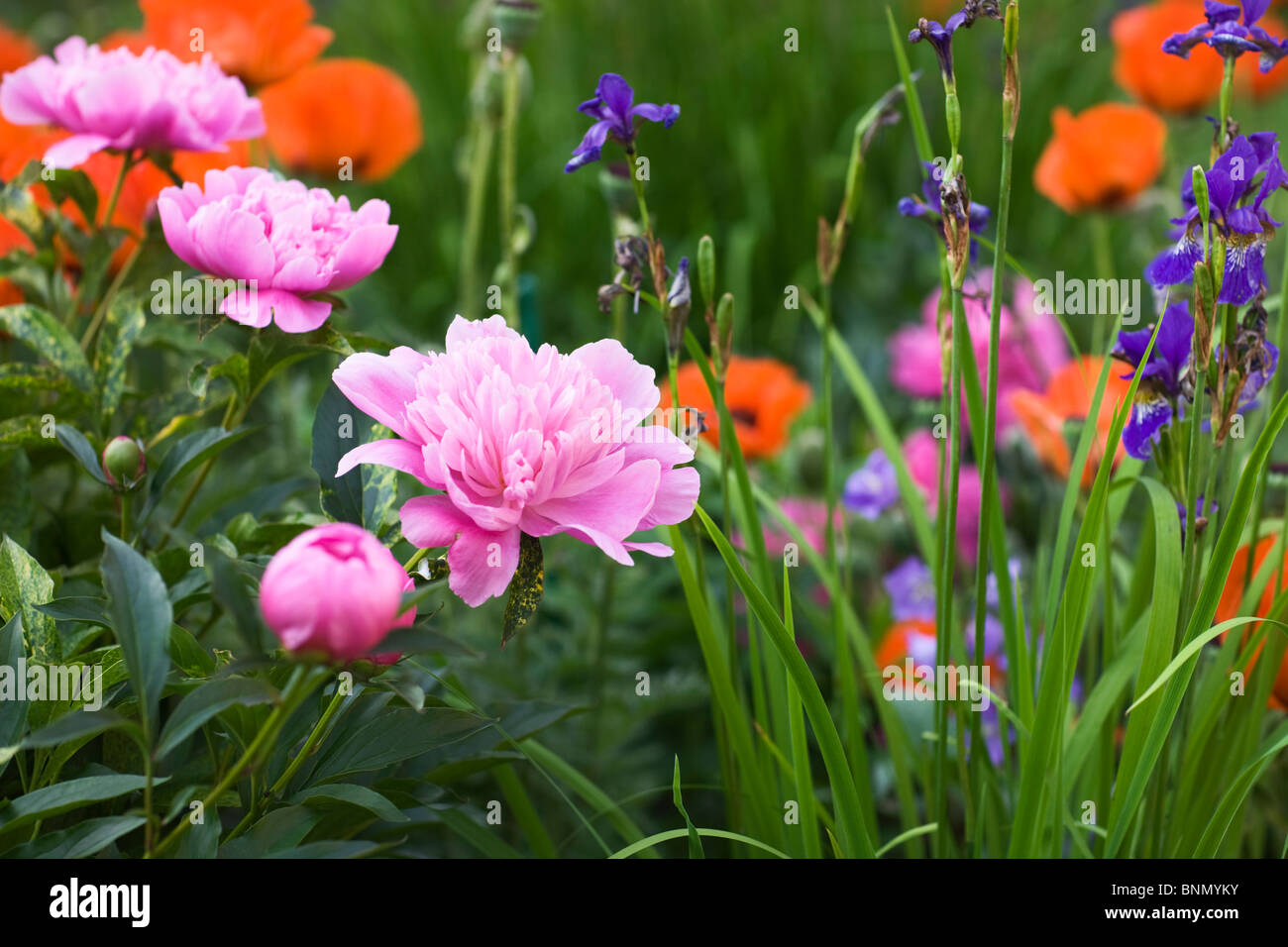 Flowering Pink Peonies, Irises and Poppies in Garden Stock Photo Alamy
