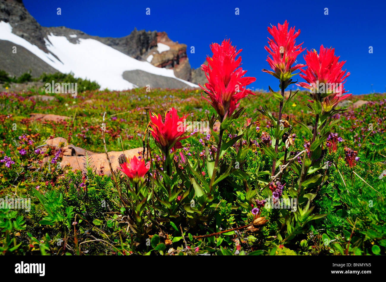 wild flowers flowers Broken Top Mountain Three Sisters Wilderness