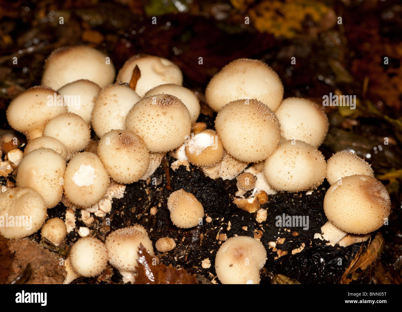 Group of Common Puffball fungi growing in Epping Forest Stock Photo
