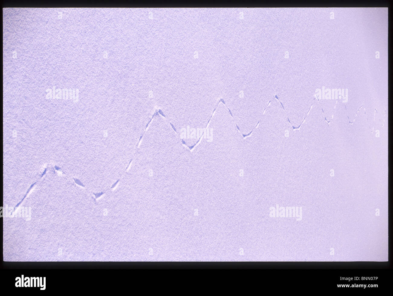 Weasel Tracks in Snow Alaska winter Stock Photo Alamy