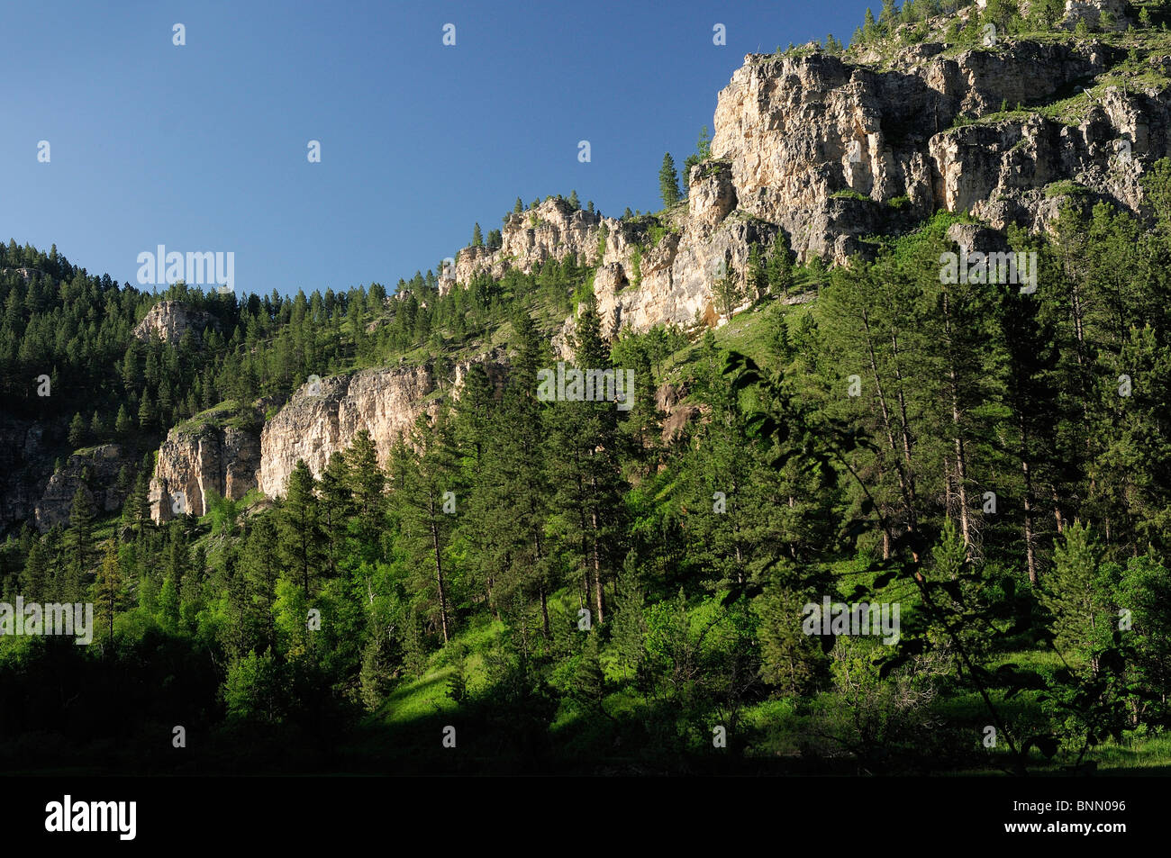 Canyon Road Black Hills Spearfish South Dakota USA forest rees Stock