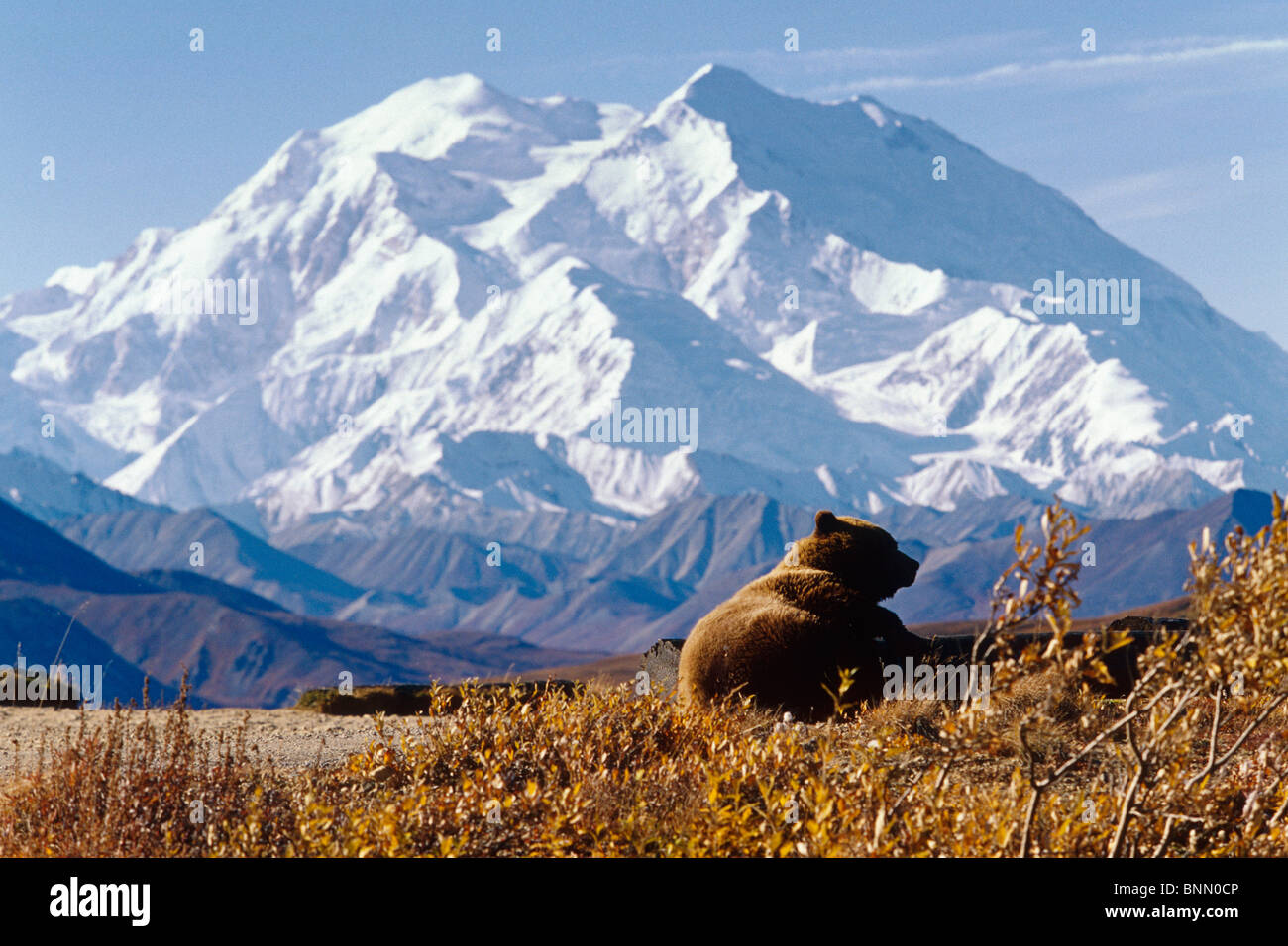 Brown Bear W/Mt McKinley @ Denali National Park INT AK Summer Stock Photo