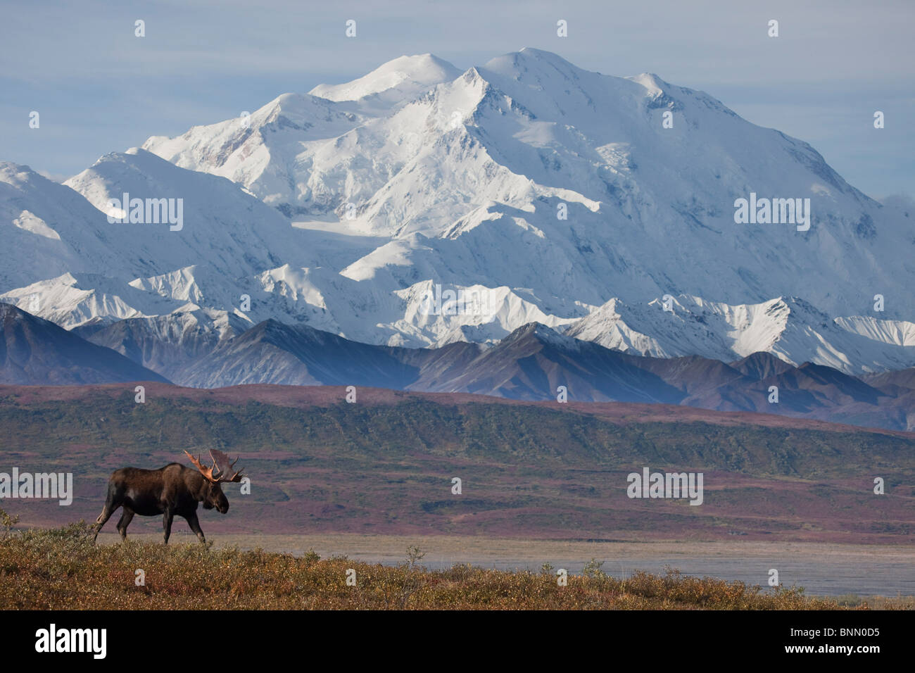 Bull moose standing on tundra in front of Mt. McKinley during Autumn, Denali National Park, Alaska Stock Photo