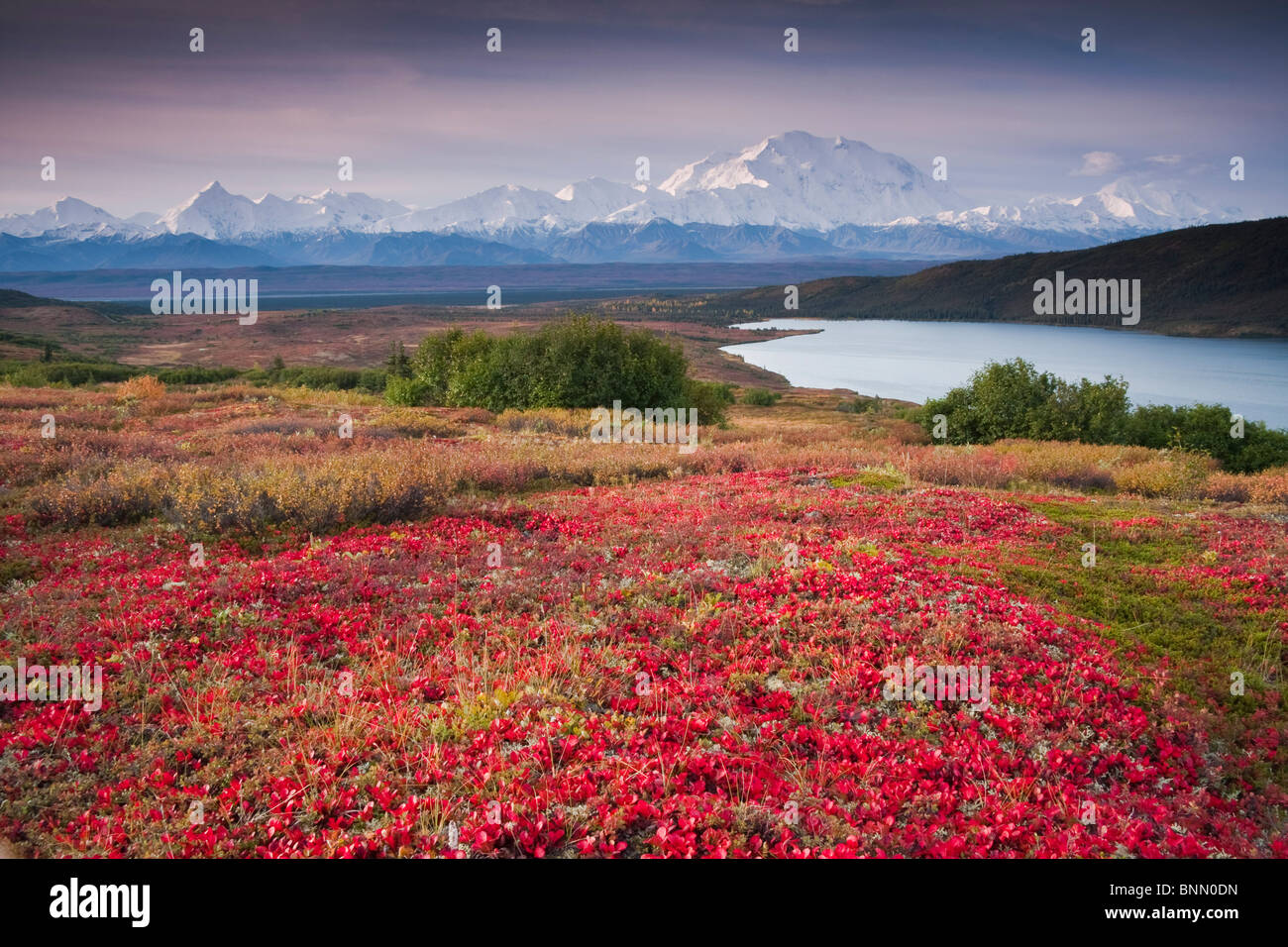Early morning view of Mt. McKinley and Wonder Lake during Autumn, Denali National Park, Alaska Stock Photo