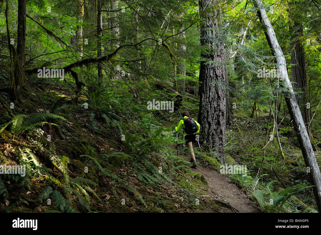 Hiker Lookout Mountain Trail Mt. Baker Snoqualmie National Forest