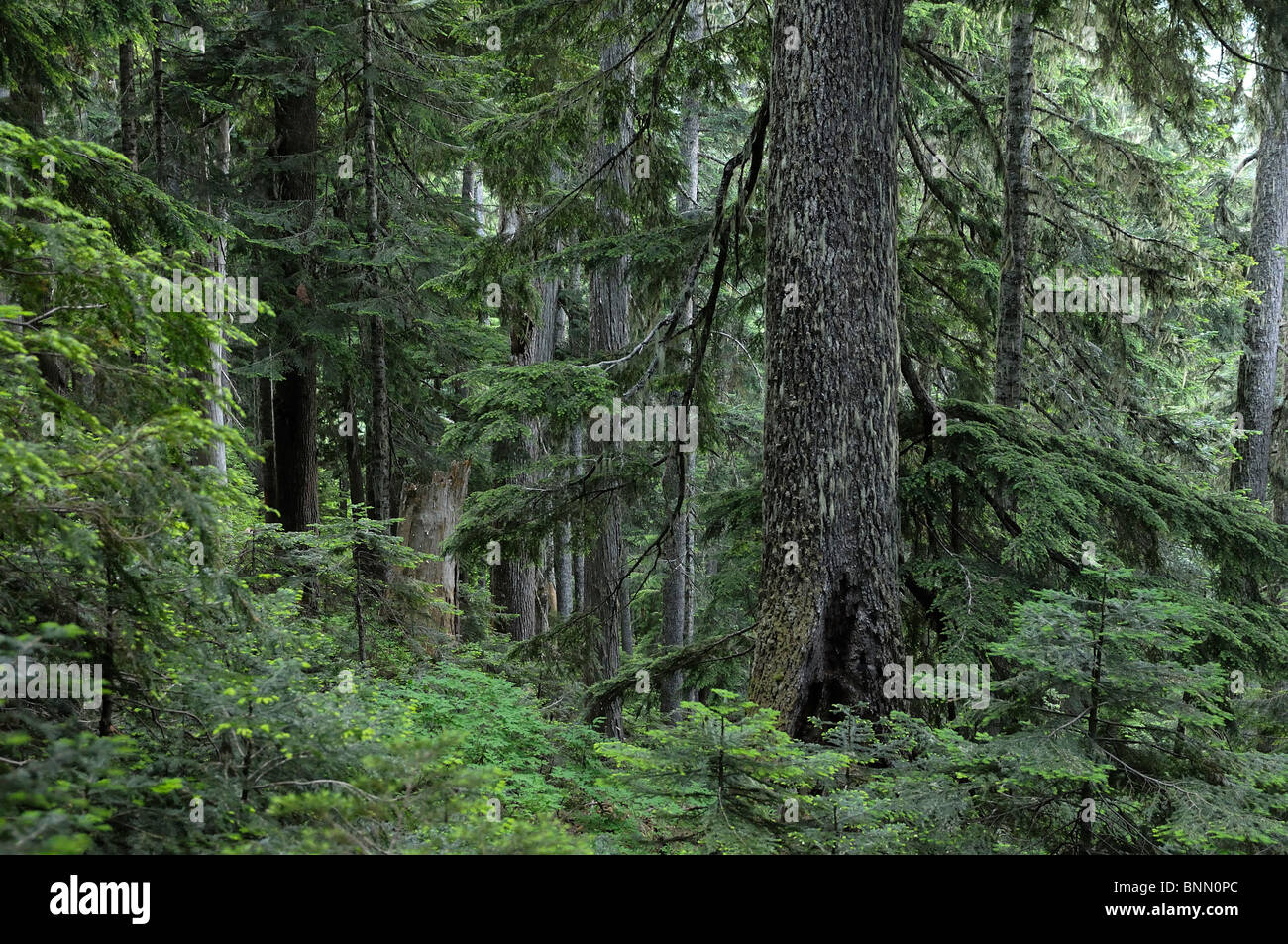 Forest Lookout Mountain Trail Mt. BakerSnoqualmie National Forest Marblemount North Cascades