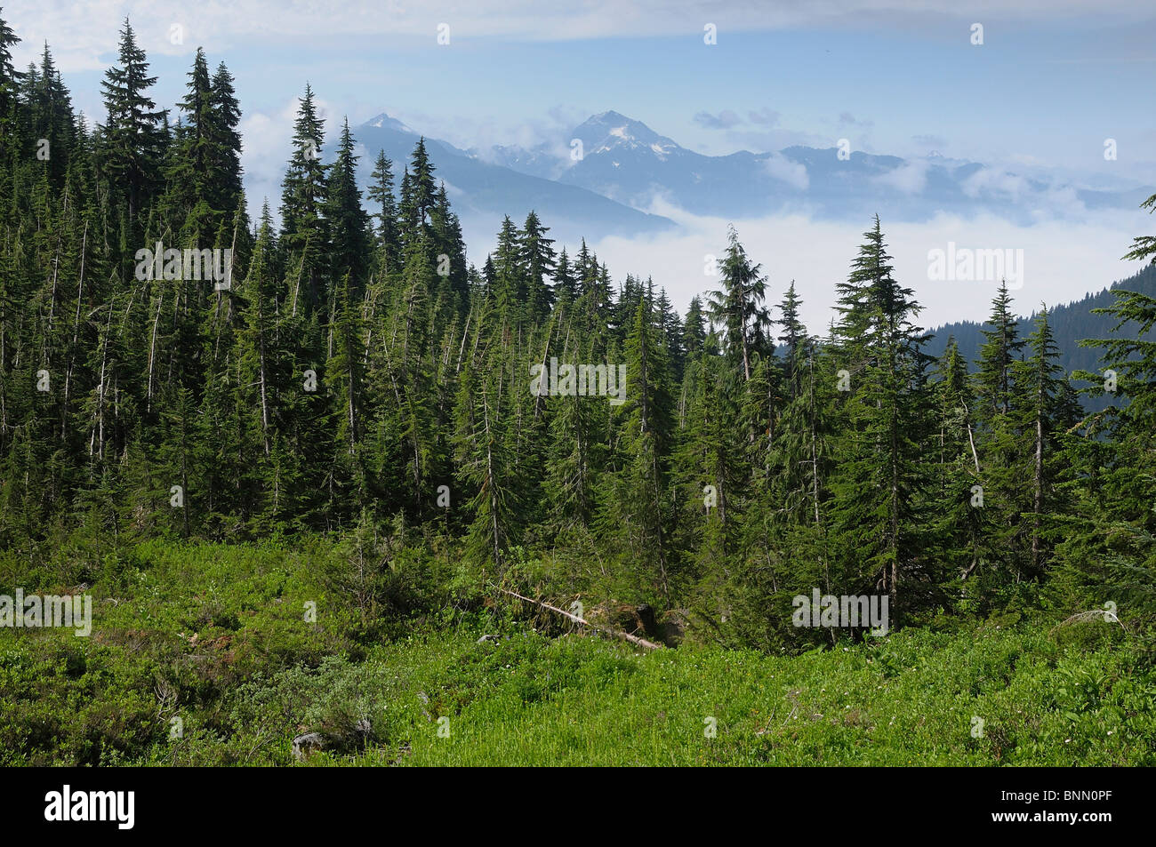 View Lookout Mountain Trail Mt. BakerSnoqualmie National Forest
